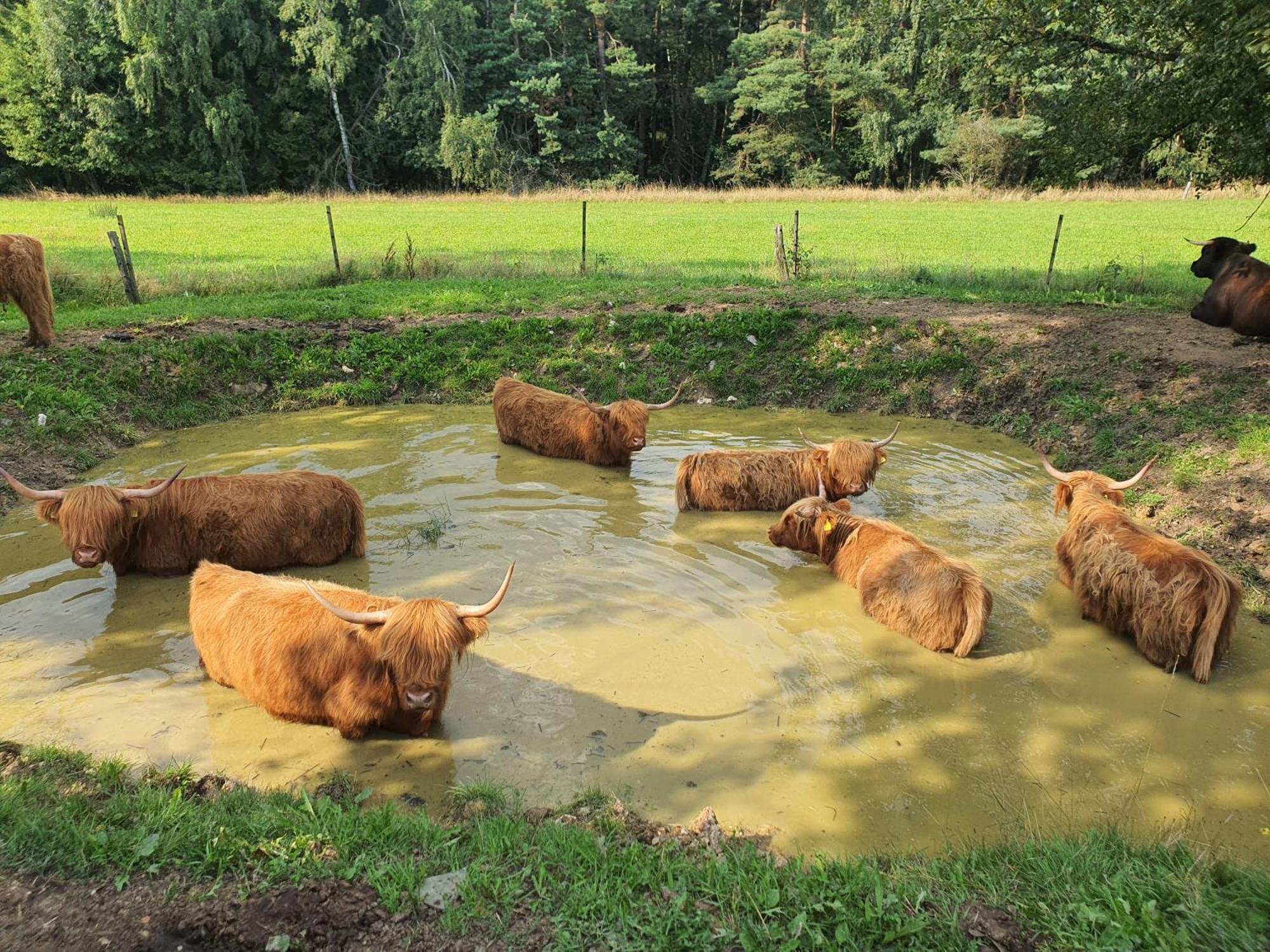 Farma Horni Paseky U Ase Appartement Aš